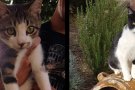 Conveni de col·laboració amb els col·legis de veterinaris pel cens municipal d'animals de companyia