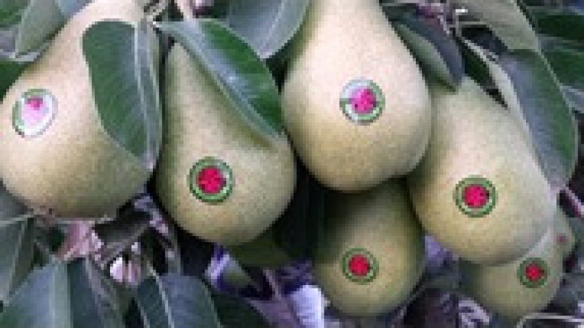 Agricultura ha iniciat el pagament de l'ajut per a la producció integrada