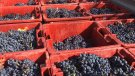 La verema d’enguany s'espera de gran qualitat