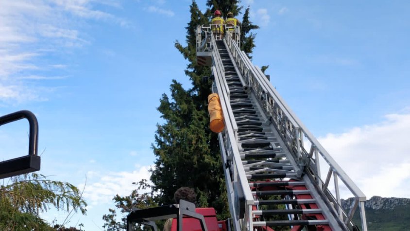 Els Bombers rescaten un gat atrapat en un arbre des de dimarts