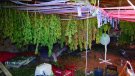 Els Bombers descobreixen una plantació de marihuana en una nau a Vimbodí i Poblet