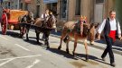Els Traginers de Vilaverd participen en els Tres Tombs de Sant Vicenç de Castellet
