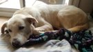 Es disparen les peticions per adoptar i acollir gossos en algunes protectores d’animals