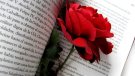 Sant Jordi s'enfronta al confinament amb iniciatives literàries virtuals i roses a domicili