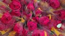 L’Ajuntament de Sarral sorprèn amb el regal i repartiment de 800 roses i poemes, a totes les cases