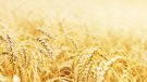 JARC alerta de perspectives nefastes per als productors de cereals a Catalunya