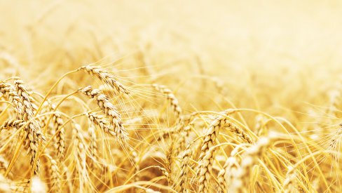 JARC alerta de perspectives nefastes per als productors de cereals a Catalunya