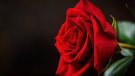 El preu de la rosa es dispara per als majoristes aquest Sant Jordi per l'augment de l'energia i el transport