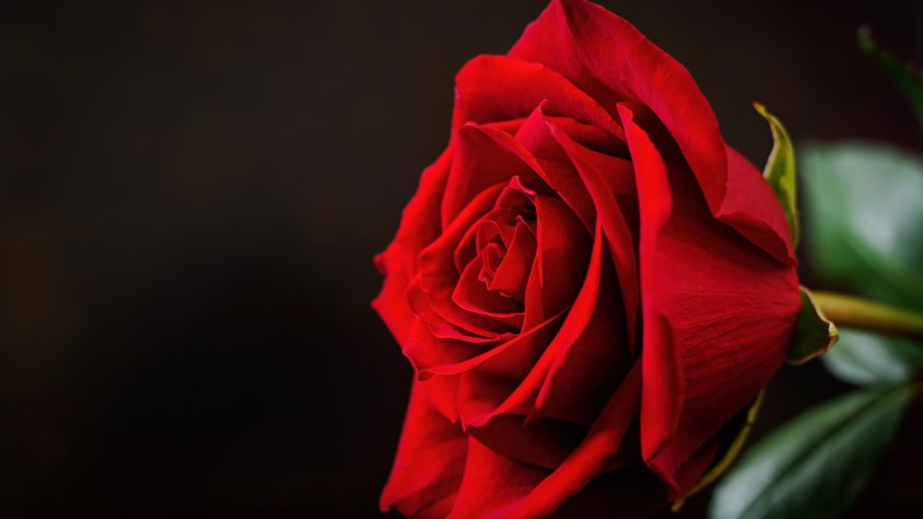La rosa tornarà a ser protagonista per Sant Jordi