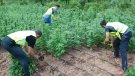 Desmantellen una plantació de 6.498 plantes de marihuana a la Conca de Barberà