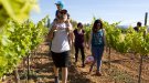 La gimcana «A la vinya, en família» descobreix el conreu de la vinya a les famílies