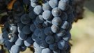 Dos viticultors de la Conca de Barberà premiats a la ràpida detecció del míldiu de la vinya 2021