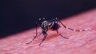 Les pluges dels darrers dies i la nova pujada de les temperatures fan preveure una nova onada de mosquits a casa nostra