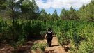 Troben i decomissen entre 2.500 i 2.700 plantes de marihuana en un terreny entre Montblanc i Lilla