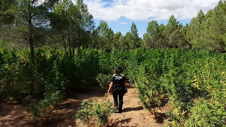 Troben i decomissen entre 2.500 i 2.700 plantes de marihuana en un terreny entre Montblanc i Lilla