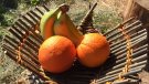 Crear el propi cistell amb ginesta o una fruitera ‘cul de queixal’, noves propostes del Museu i Forn del Vidre de Vimbodí i Poblet