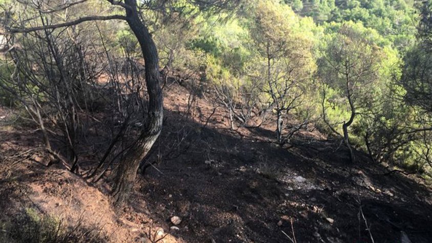 Incendi de vegetació forestal a Conesa