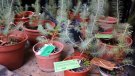 La Federació de Pessebres Vivents reparteix pins per plantar en record de la riuada de fa un any