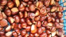 Gran davallada de la producció de castanyes a causa del xancre