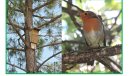 L’Ajuntament de Montblanc fa un pas més cap  a la biodiversitat del seu terme municipal