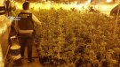 145 detinguts i 240.000 plantes comissades pels Mossos d'Esquadra en el que va d'any al Camp de Tarragona