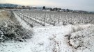 Viticultors tarragonins asseguren que la nevada serà beneficiosa per la vinya