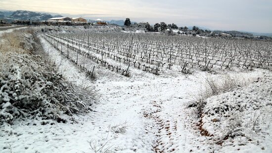 Viticultors tarragonins asseguren que la nevada serà beneficiosa per la vinya