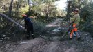 Cau un arbre a causa del vent al camí de Montblanc a l'Espluga