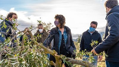 S'acorden nous ajuts per als danys causats pel Temporal de neu Filomena a l'olivera