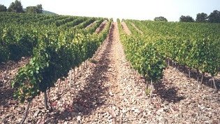 S'abona l'ajut agroambiental de Sistemes alternatius a la lluita química de la campanya 2020
