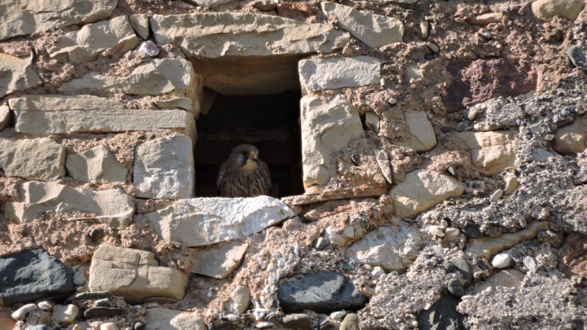 Montblanc s'uneix a la celebració de la Setmana de la Natura