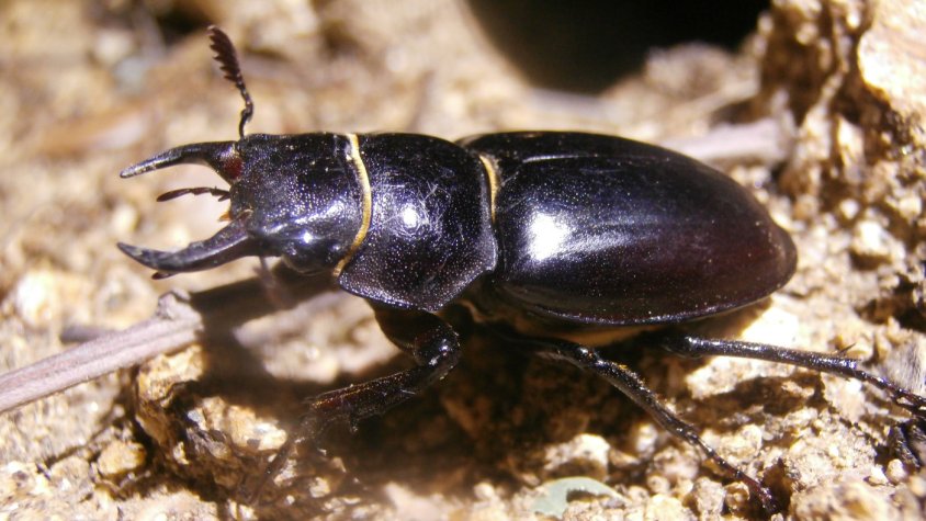 Sortida per a observar insectes nocturns al Paratge de Poblet