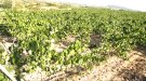 Catalunya obté prop de 7,4 milions a la Conferència Sectorial d'Agricultura per a programes vitivinícoles