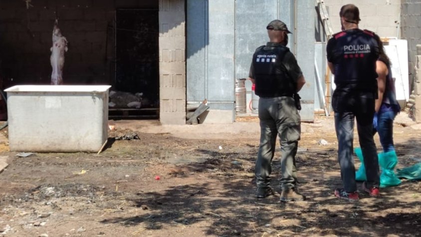 Desmantellen a Vilaverd un escorxador il·legal on es feien sacrificis d'animals sense reunir els requisits sanitaris