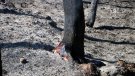 Un accident mecànic, principal hipòtesi dels Agents Rurals en l'incendi de la Conca de Barberà i l'Anoia 