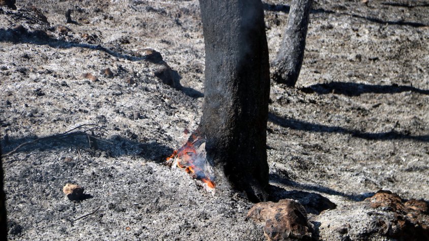 Un accident mecànic, principal hipòtesi dels Agents Rurals en l'incendi de la Conca de Barberà i l'Anoia 