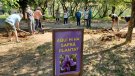 Dissabte, plantada de safrà a Santa Coloma