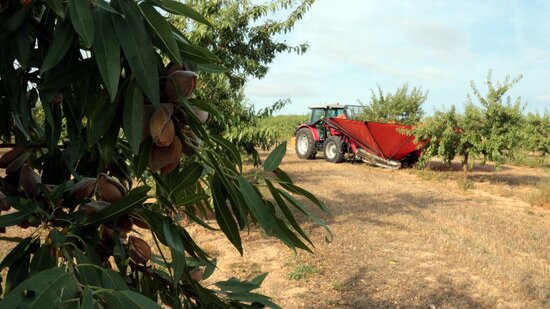 Un tractor amb un ventall vibrador collint ametlles de la varietat Vayro en una finca d'Aspa, el 25 d'agost del 2021