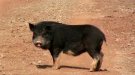 El Govern impulsa la comercialització de la carn de caça garantint la seguretat alimentària