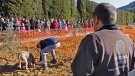 Vilanova de Prades ho té tot a punt per viure la V Fira de la Tòfona