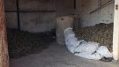 Denuncien un home a Santa Coloma per recol·lectar il·legalment més de tres tones de pinyes