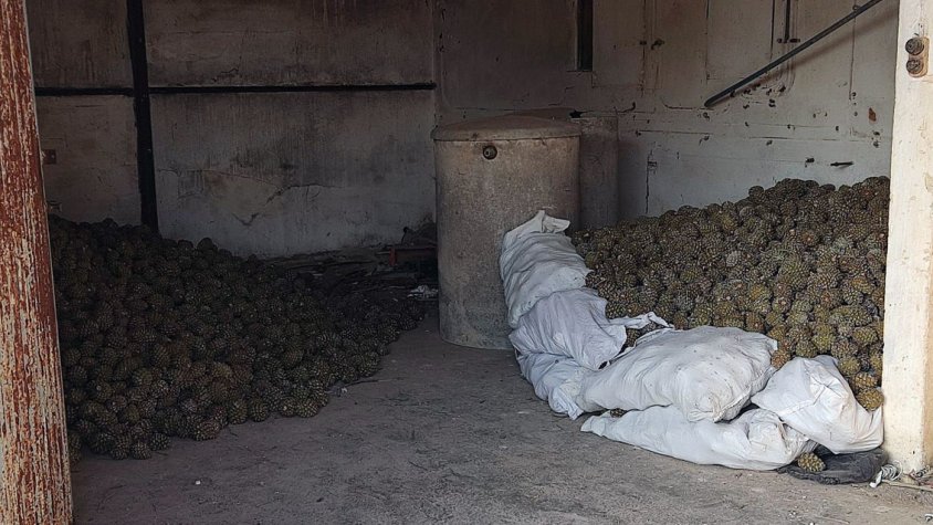 Denuncien un home a Santa Coloma per recol·lectar il·legalment més de tres tones de pinyes