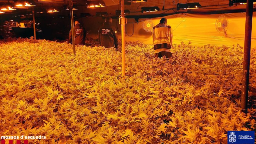 Ingressen a presó cinc detinguts per cultiu i tràfic de marihuana amb una gran plantació a la Conca de Barberà 
