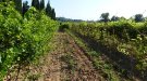 Les noves varietats de raïm resistents: eines per reduir l'ús de fitosanitaris i millorar la sostenibilitat de la vinya