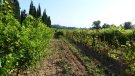 Catalunya, La Rioja, Navarra, Euskadi i Castella-Lleó demanen al Ministeri d'Agricultura incloure els danys per míldiu dins la línia de l'assegurança de la vinya