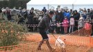 Vilanova de Prades celebrarà la VI edició de la Fira de la Tòfona el 21 i 22 de gener