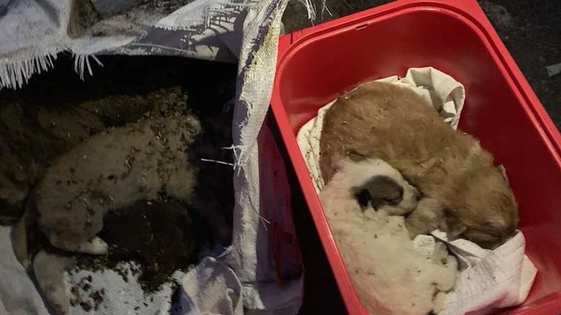 Trobats quatre cadells de gos dintre d'un contenidor a Vimbodí i Poblet