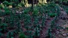 Detenen dos homes relacionats amb una plantació de Marihuana a Vimbodí i Poblet