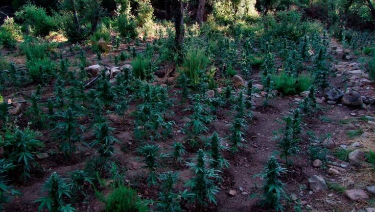 Detenen dos homes relacionats amb una plantació de Marihuana a Vimbodí i Poblet