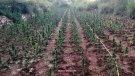 Ingressen a presó dos homes per cultivar més de 1.300 plantes de marihuana en una zona boscosa de Pontils